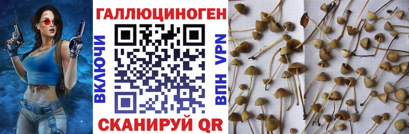 продажа наркотиков  Теберда  Псилоцибиновые грибы Cubensis 